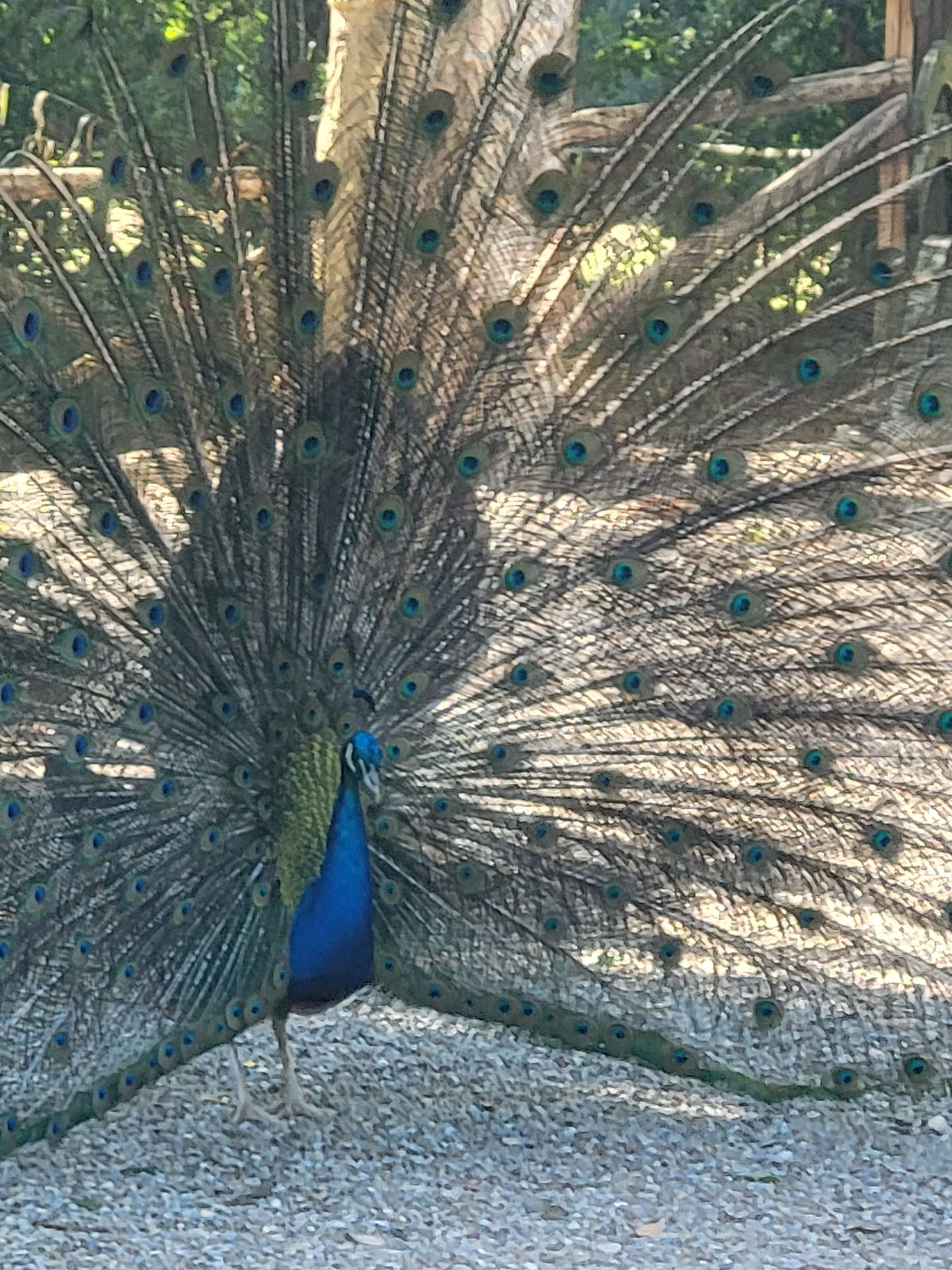Un pavone nel parco